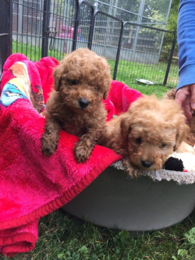 toy-poodle-puppies-for-free-adoption_1.jpg