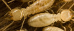 Pest Control Cabramatta-.jpg