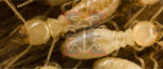 termites control.jpg
